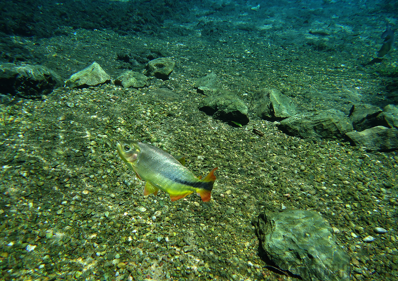 Snorkeling in the cristal clear water near Bonito [4.7 mm, 1/320 sec at f / 2.7, ISO 80]